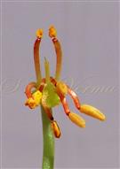  Stamens